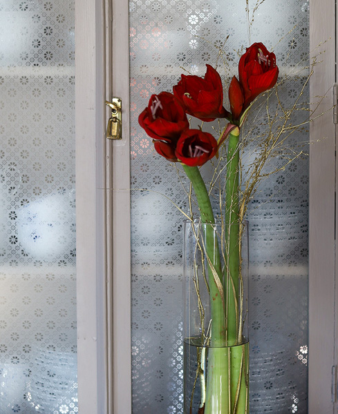 stell-svibler-og-amaryllis-som-snittblomster-3.jpg
