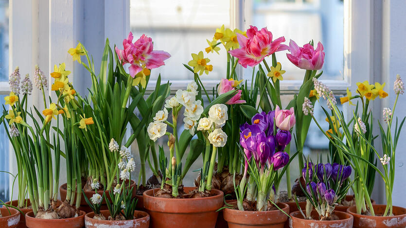 V&aring;rens vakreste l&oslash;kblomster &ndash; en fargeeksplosjon til <br /> hjem og hage