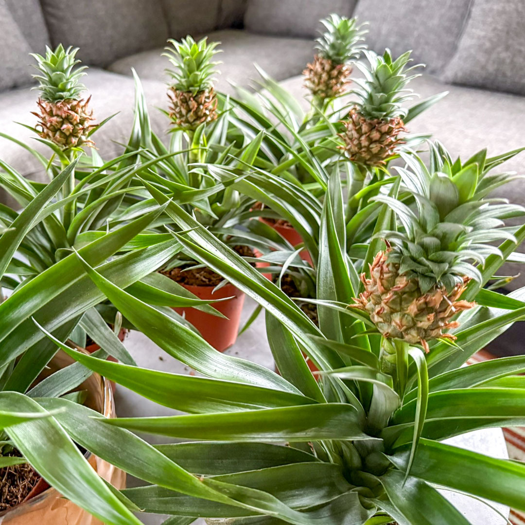 Ananasplanter