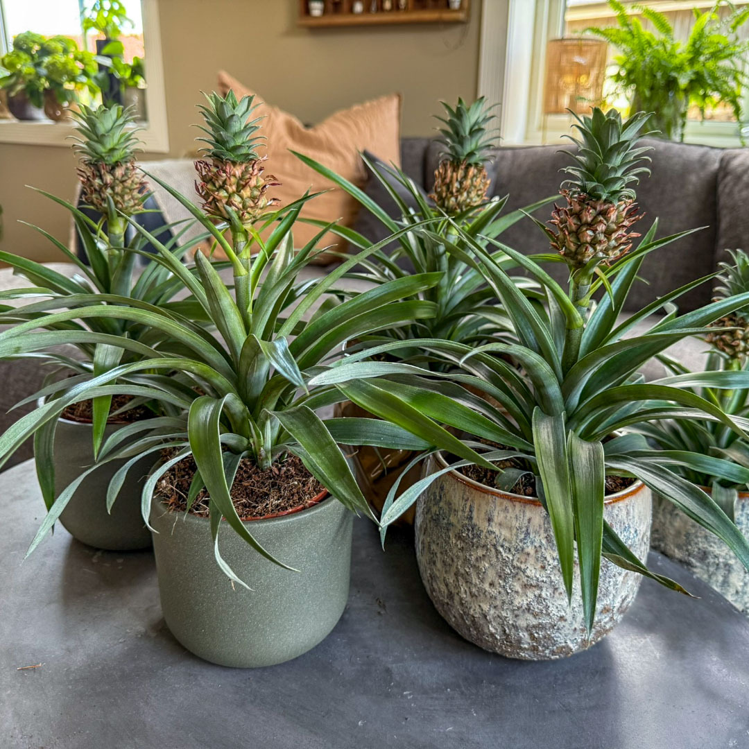 Ananasplanter