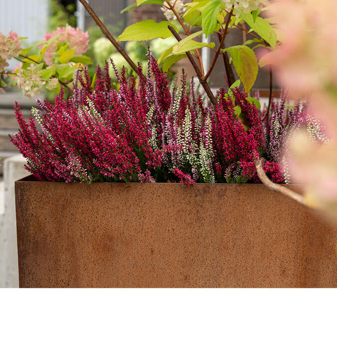 Calluna